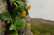 26 Primula auricula-Orecchia d'orso con vista in Arera